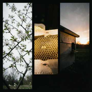 Cover zu Gold im Holz