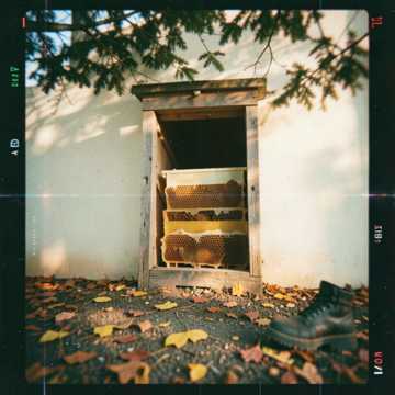 Cover zu Ich geh noch zu den Bienen